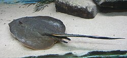 Long-tailed river stingray at the Buffalo Zoo.