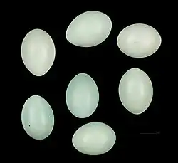 Eggs of Ploceus sakalava MHNT