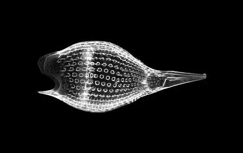 Also like diatoms, radiolarian shells are usually made of silicate