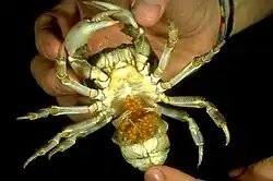 Ovigerous female Potamon fluviatile with the pleon held open to show the eggs held on the pleopods