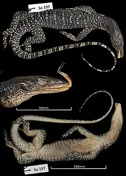 Juvenile holotype as a preserved specimen