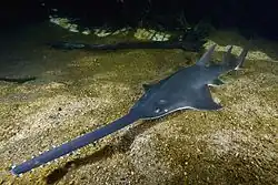 Sawfish with a "saw"-like rostrum