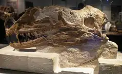 Photograph of the left side of the Proceratosaurus skull