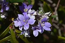 Billardiera fraseri 2016-01-19