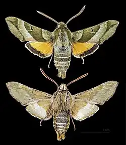 Proserpinus clarkiae