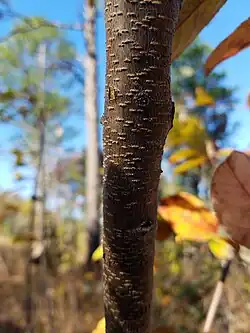 Immature bark with lenticels