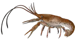 Digital artwork of a reddish brown lobster-like animal