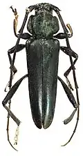 Holotype of the Longhorn beetle species Pseudictator kingsleyae - specific name honouring Kingsley