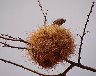 Nest