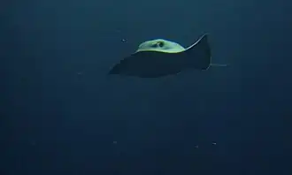 front view of a swimming stingray, with one of its wingtips flipped up