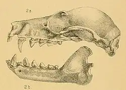 Drawing of bat skull