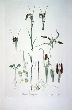 Pterostylis grandiflora