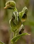 Pterostylis vittata Banded greenhood