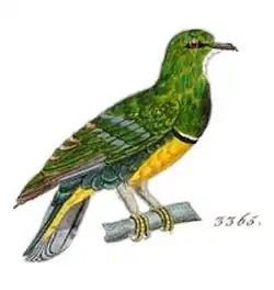 Drepanoptila