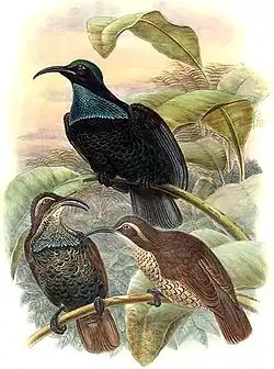 Paradise riflebird male and female