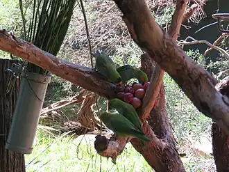 Purple-crowned lorikeets at the zoo