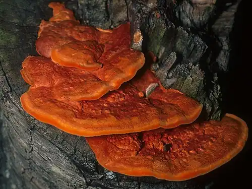 Pycnoporus cinnabarinus