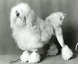 Quinbury Fiesta Fashion, a female Lowchen imported to New Zealand