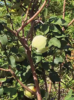 Quince at Mission Garden