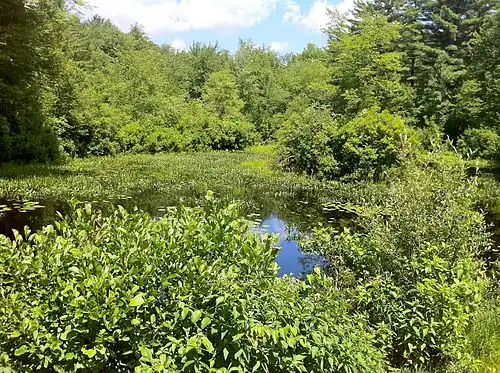 Phillips Pond at junction of Quinebaug Trail and Trail 1 Road.