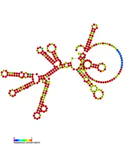 isrL Hfq binding RNA: Predicted secondary structure taken from the Rfam database. Family RF01395.