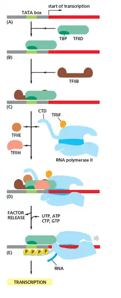 CTD got phosphoralised while getting engaged to DNA and then it plays many important role we will see further