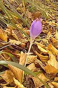 Colchicum autumnale