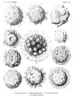Collosphærida as illustrated by Adolf Giltsch in Haeckel's Report on the "Radiolaria collected by H.M.S. Challenger during the years 1873-1876"
