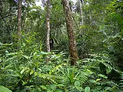Lush rainforest vegetation
