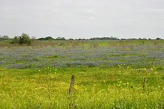 Ranchland in the Blackland Prairie eco-region of Texas with Texas bluebonnets (Lupinus texensis), Washington County, Texas, USA (30 March 2012).