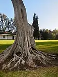 Old tree at the rancho.