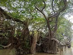 Habitat of Parosphromenus kishii