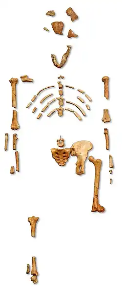 A cast of the Lucy bone fragments in its reconstructed form, comprising several hundred pieces