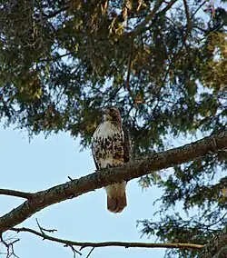 Red-tailed hawk (Buteo jamaicensis) on a tree branch.