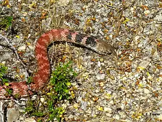 Red racer (M. f. piceus), Joshua Tree National Park, California