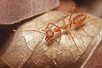 Model: Red weaver ant, Oecophylla smaragdina