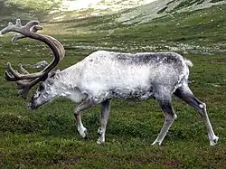 A light-coloured reindeer with antlers walking through a mountainous landscape in summer