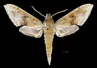 R. c. aurifera, dorsal view