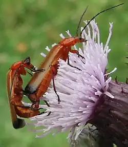 Mating on thistle