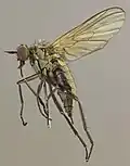Rhamphomyia simplex specimen North Wales