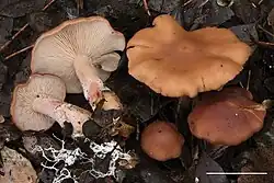 Rhodocybe fumanellii