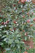 Rhododendron degronianum subsp. heptamerum var. hondoense - Hillier Gardens - Romsey, Hampshire, England