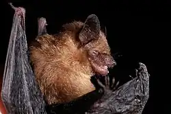 Brown bat