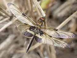 Male teneral, recently emerged