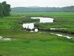 Rice fields at Moira