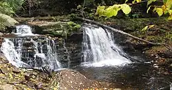 A cascade divided into two parts by a large rock, more water flows on the right side and a large limb has fallen diagonally across the right bank. Moss and ferns line the bank and newly fallen leaves litter the rocks. Ferns and grasses grow on a large boulder in the center of the stream.