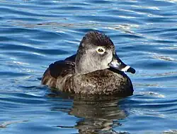 Ring-Necked_Duck_at_Byrd_Park
