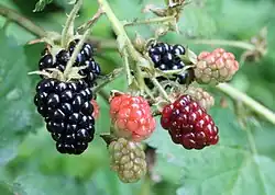 Blackberries belong to any of hundreds of microspecies of the Rubus fruticosus species aggregate.
