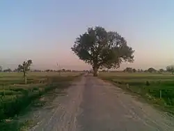 Very old Tree from Village Rithal
