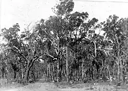 Historical photograph of narrow road surrounded by trees